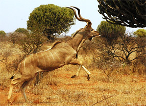 Kudu
